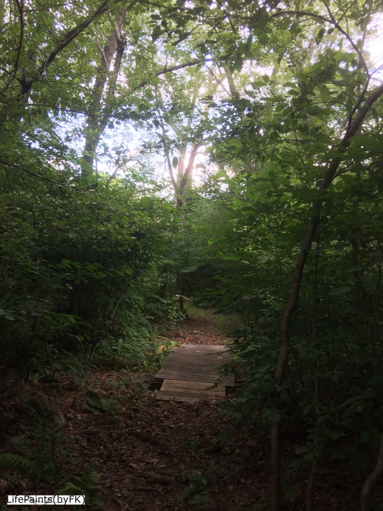 still_life_somewhere_in_the_woods