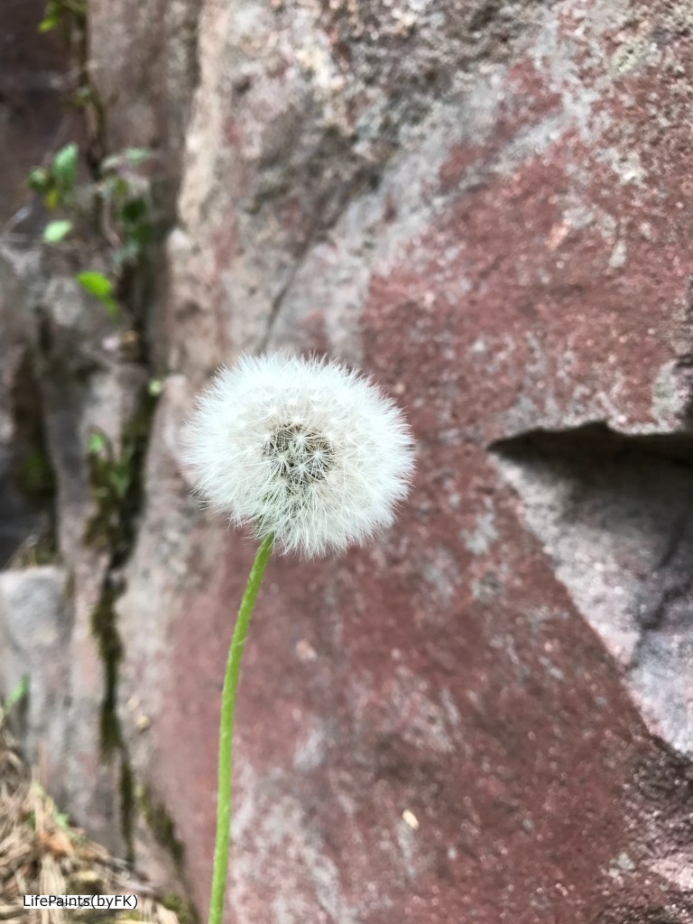 lonely_dandelion