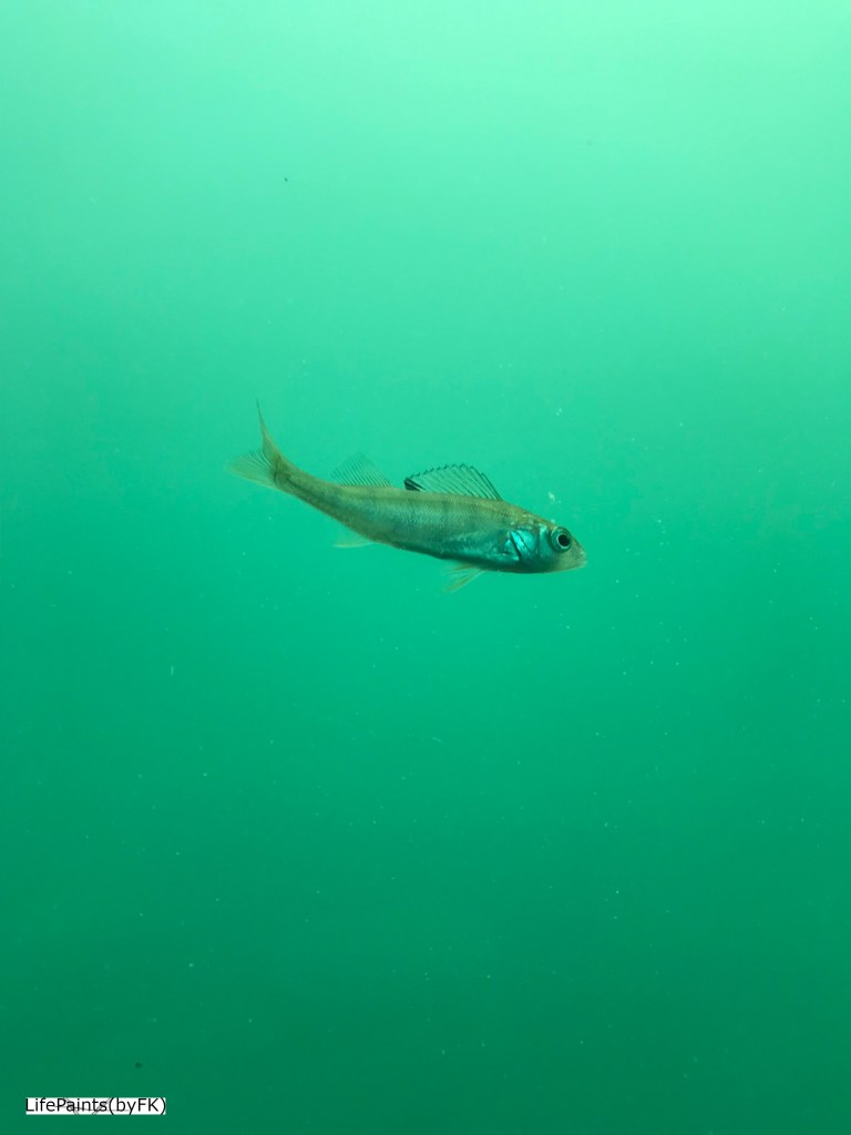 an_original_zugseefish