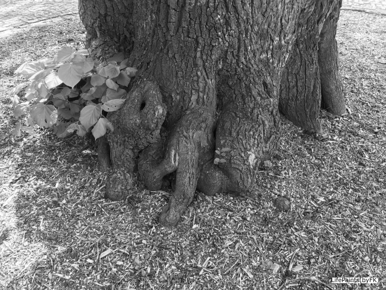 If_trees_could_speak