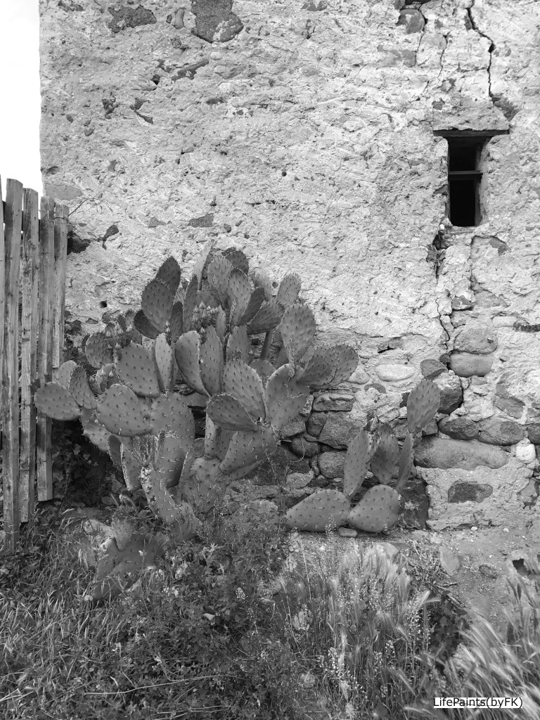 the_ruin_and_its_cactus