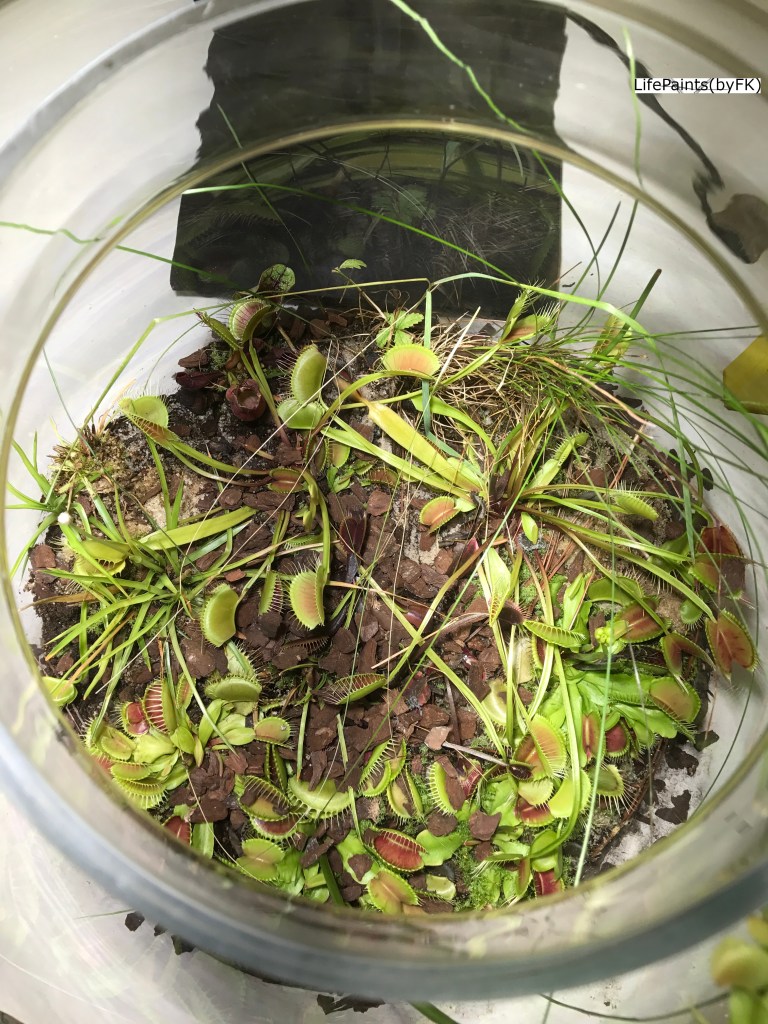 this_is_no_place_to_be_a_fly