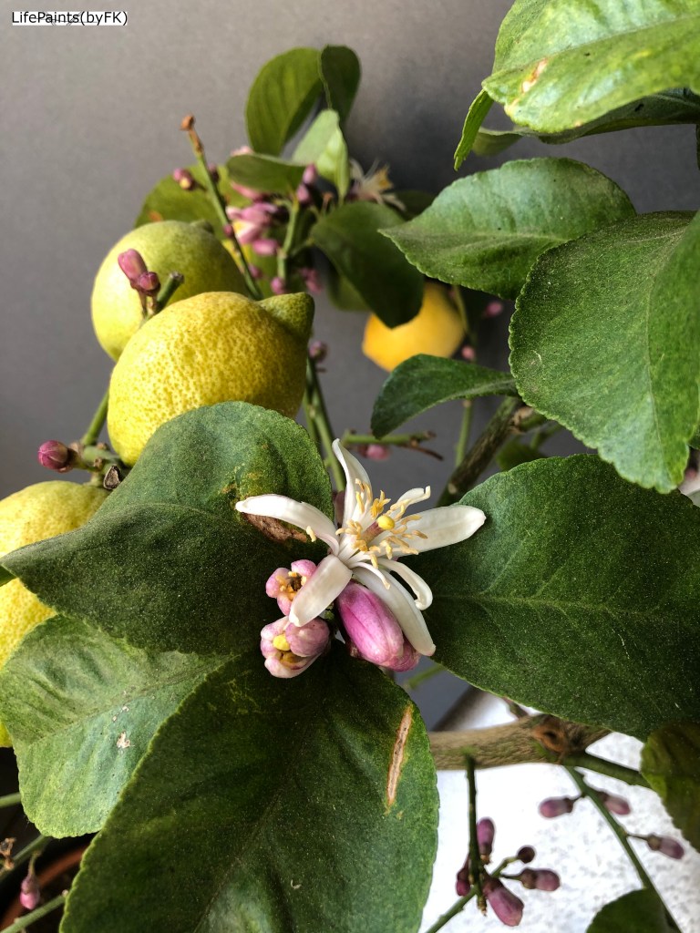 lemon_tree