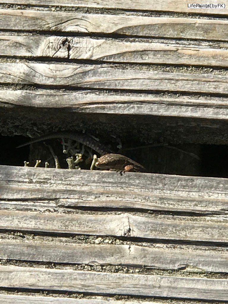 Hello_sunshine_my_old_friend